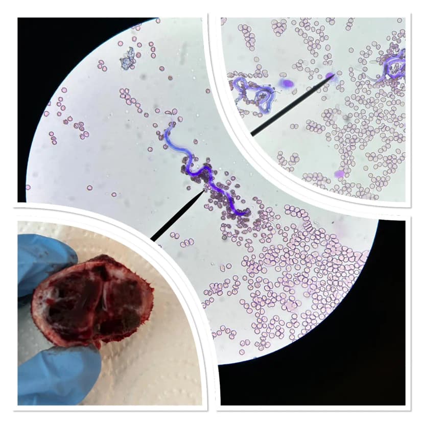 Dirofilariosis Vakası