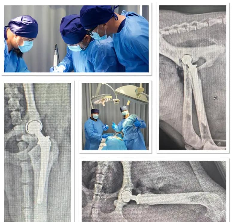 BlueSAO 189 Veteriner Ortopedi Uluslararası Workshop asdasdasd