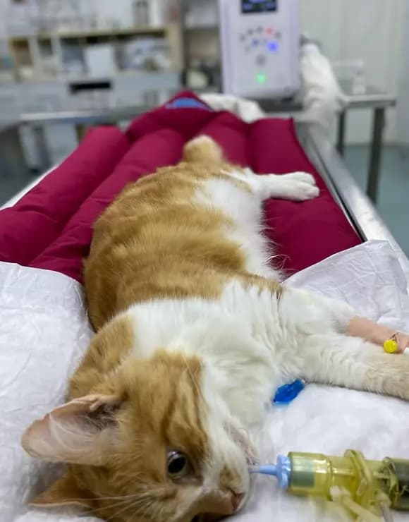 Kedilerde Kaudal Stomatit (Gingivostomatitis)