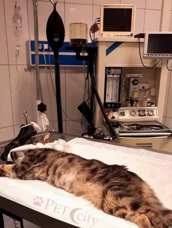 Spleenectomy (Dalak Çıkarılması) Vakası