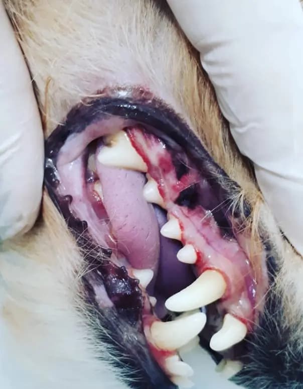 Köpeklerde Periodontal Hastalık Vakası